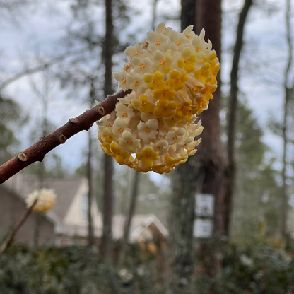 Edgeworthia plant showing early spring yellow blooms