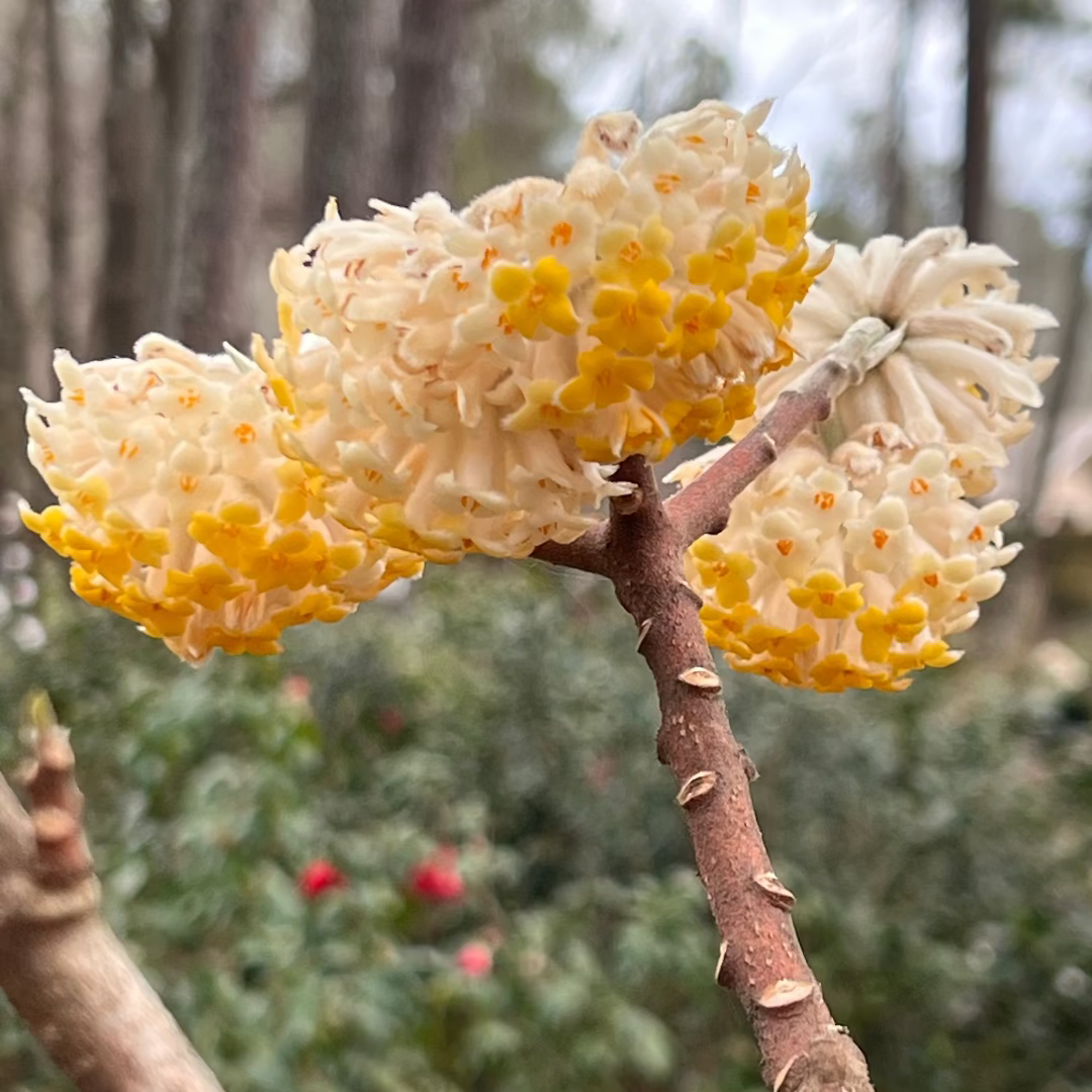 Edgeworthia Paperbush plant with green foliage and yellow buds