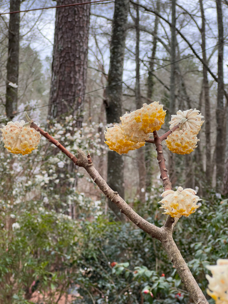 Edgeworthia- Extremely Fragrant, Winter blooming