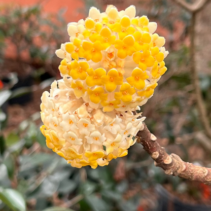 Edgeworthia shrub displaying clusters of golden blossoms