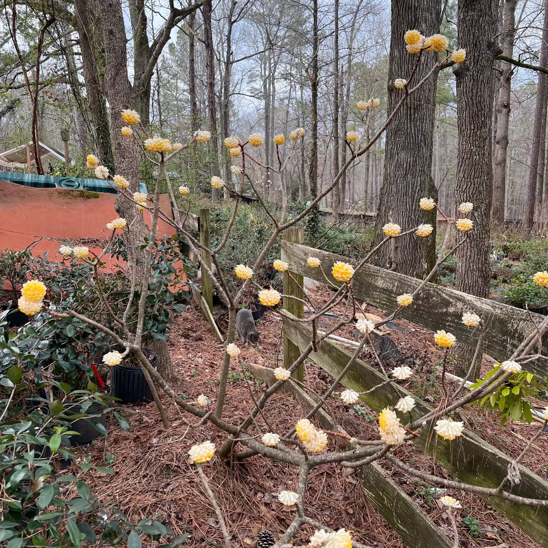 Edgeworthia- Extremely Fragrant, Winter blooming