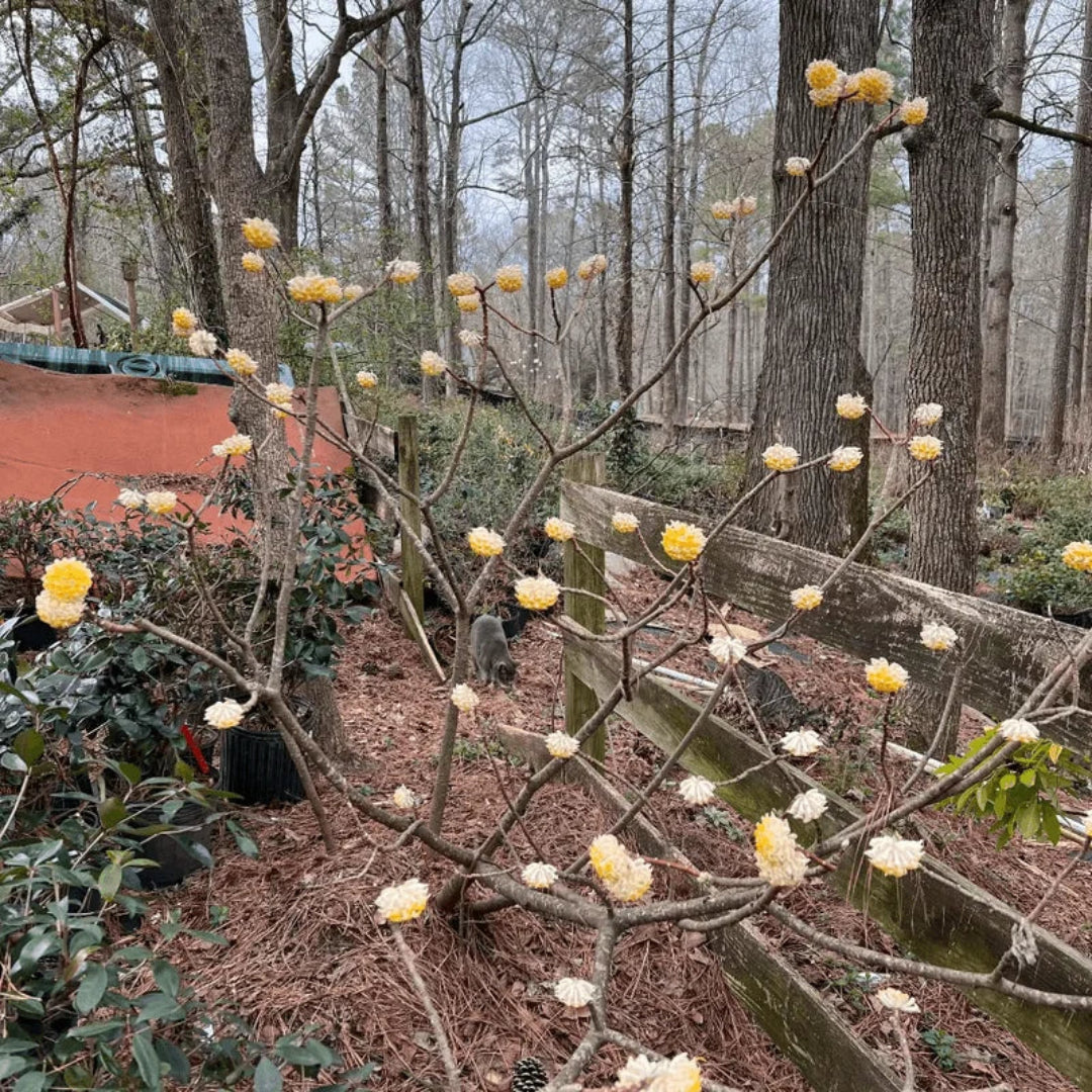 Paperbush Edgeworthia plant close-up of fragrant yellow flowers