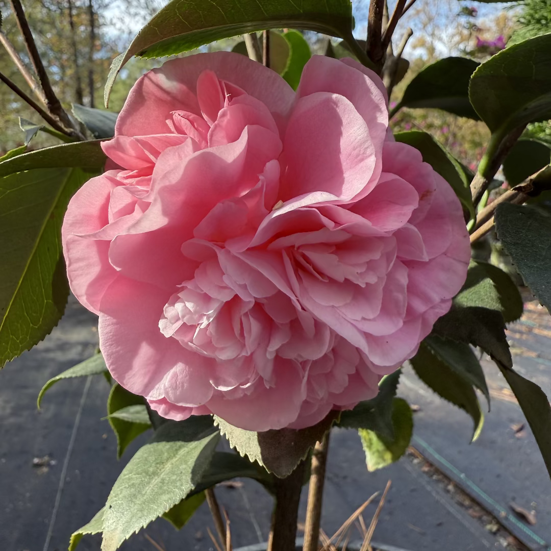 Debutante Pink Camellia Japonica