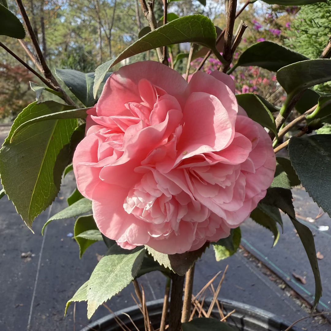 Debutante Pink Camellia Japonica