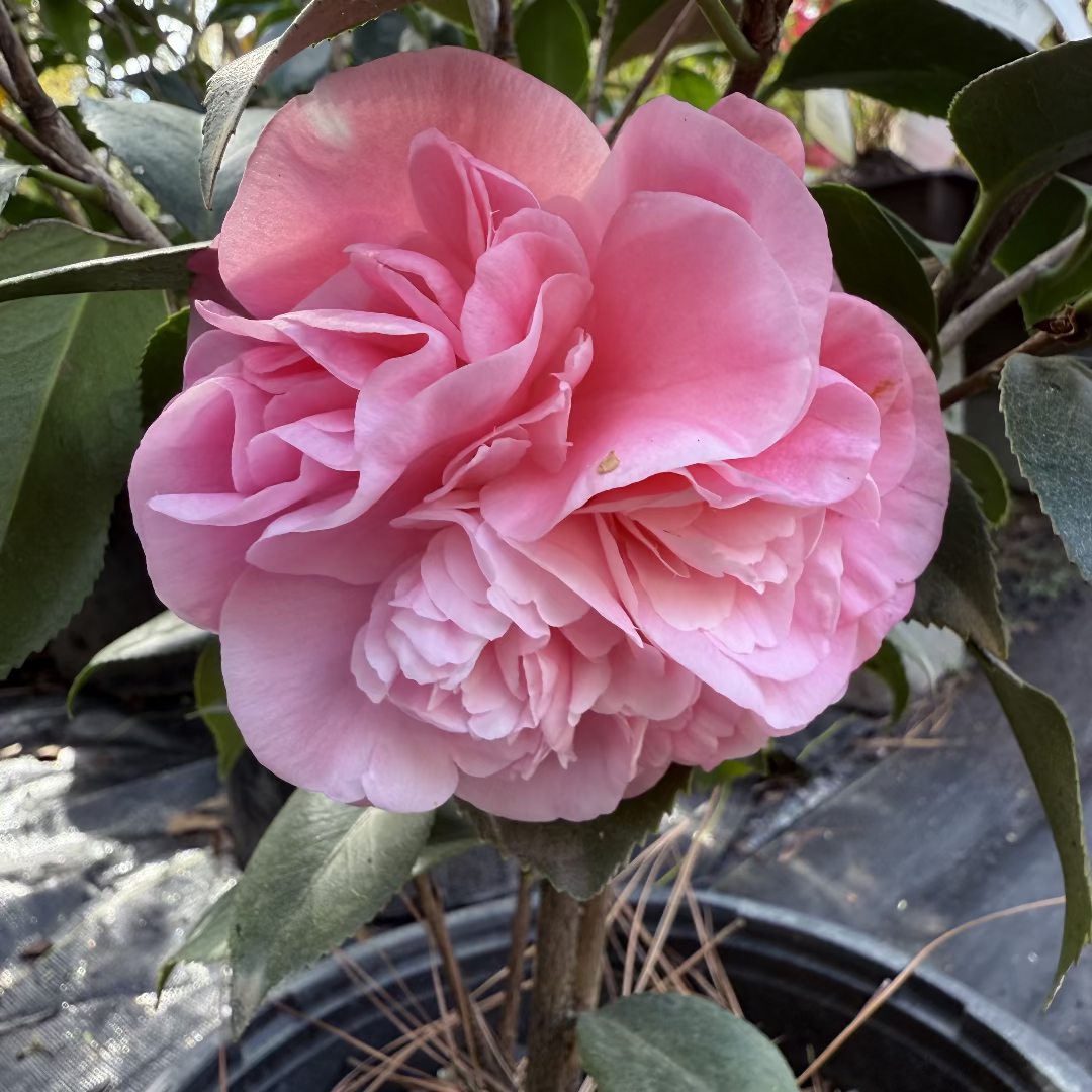 Debutante Pink Camellia Japonica