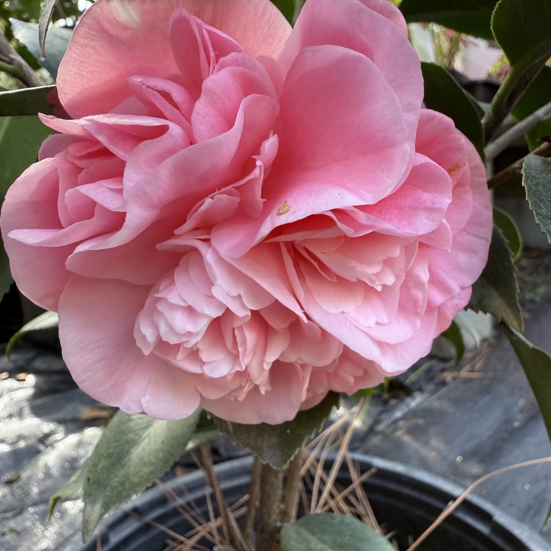 Debutante Pink Camellia Japonica