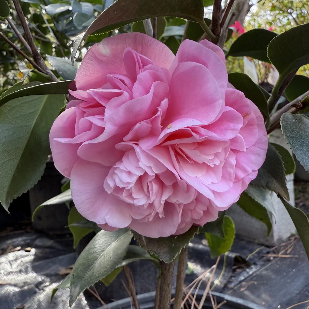 Debutante Pink Camellia Japonica