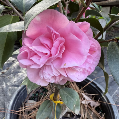 Debutante Pink Camellia Japonica