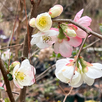 Toyo Nishiki Flowering Quince red pink white flowers