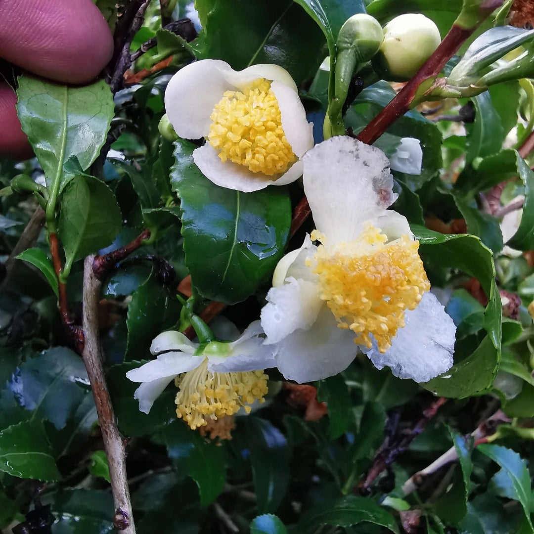 Camellia Sinensis Tea Breeze