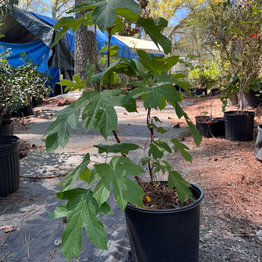 Ellen Huff Oakleaf Hydrangea
