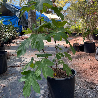 Ellen Huff Oakleaf Hydrangea