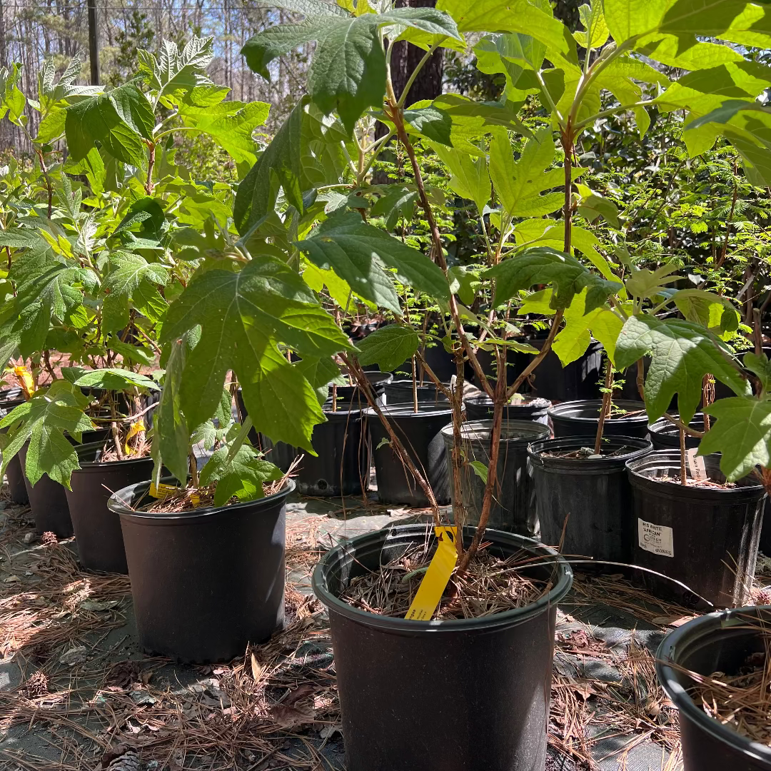 Ellen Huff Oakleaf Hydrangea