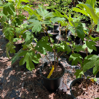 Ellen Huff Oakleaf Hydrangea
