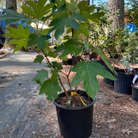Ellen Huff Oakleaf Hydrangea in Full Bloom with Lush Green Foliage
