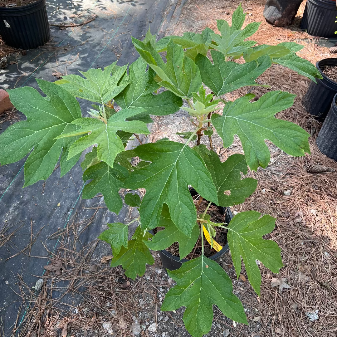 Ellen Huff Oakleaf Hydrangea