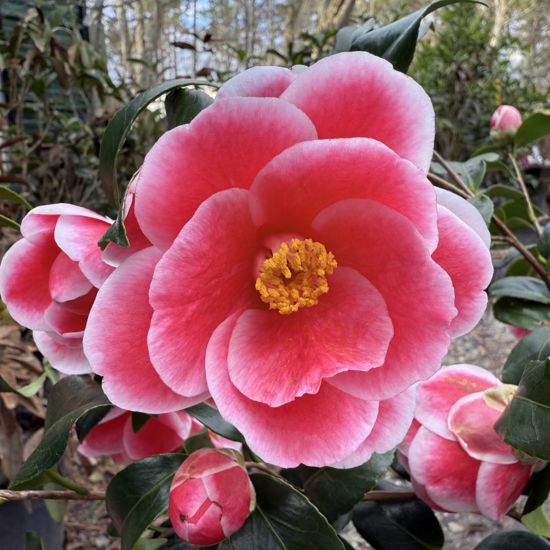 Sadaharu Oh Camellia