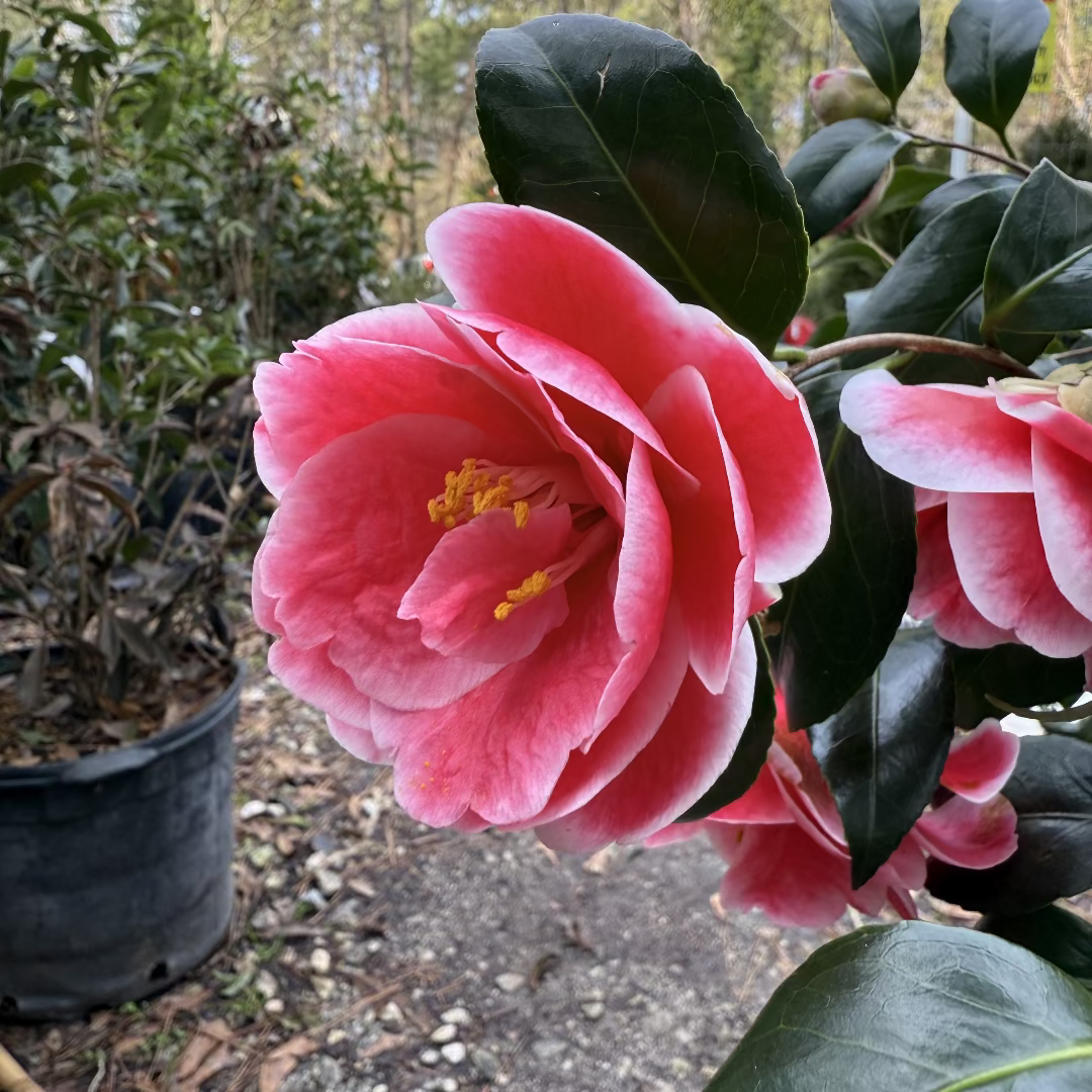 Sadaharu Oh Camellia