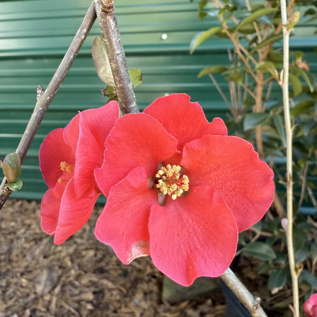 house plants with large red flowers Shop Flowering Quince Plant Spitfire with Bright Red Flower