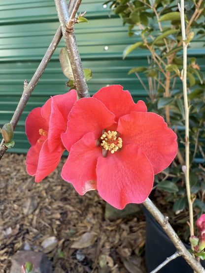 Spitfire Flowering Quince