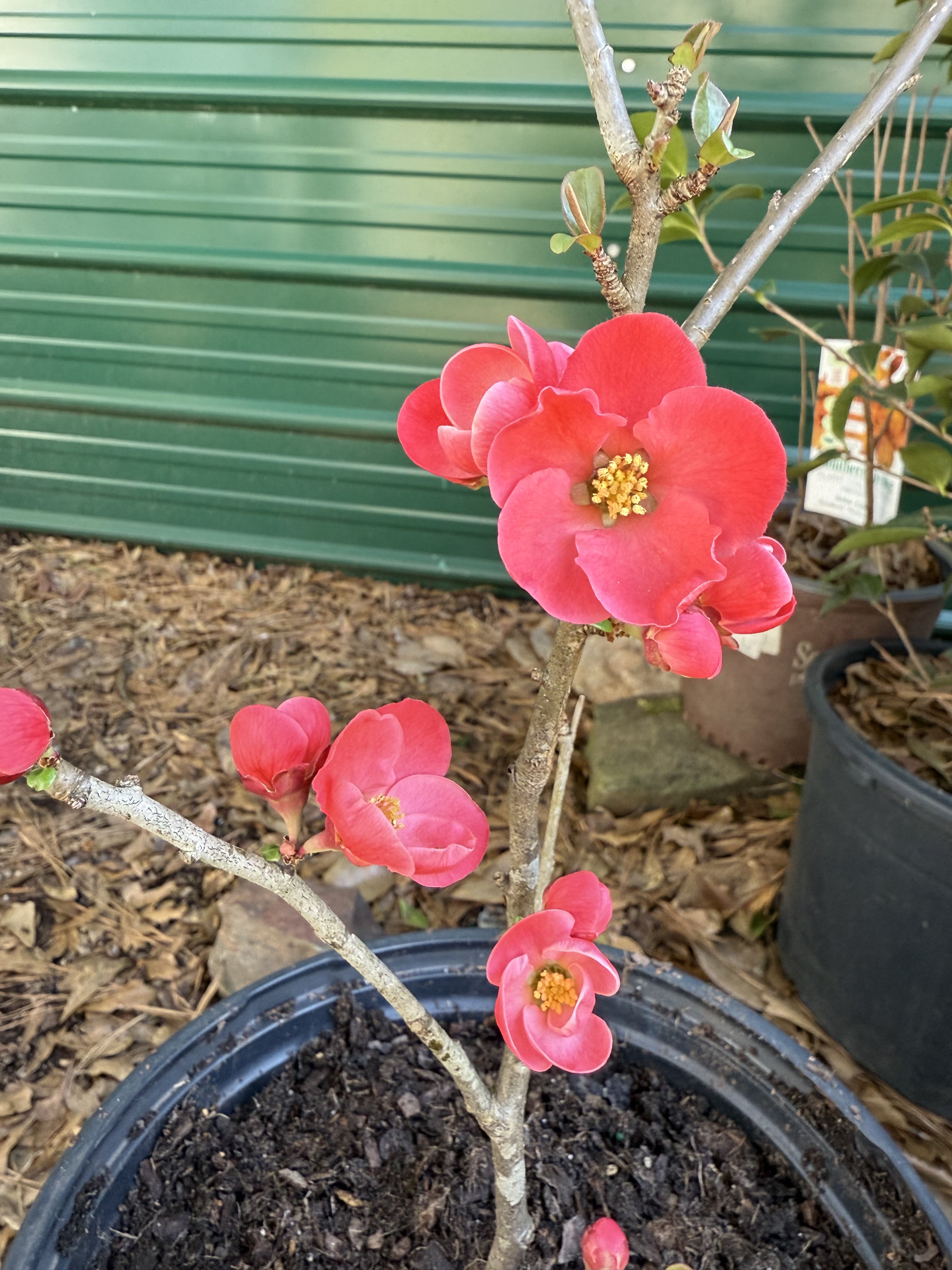 Spitfire Flowering Quince