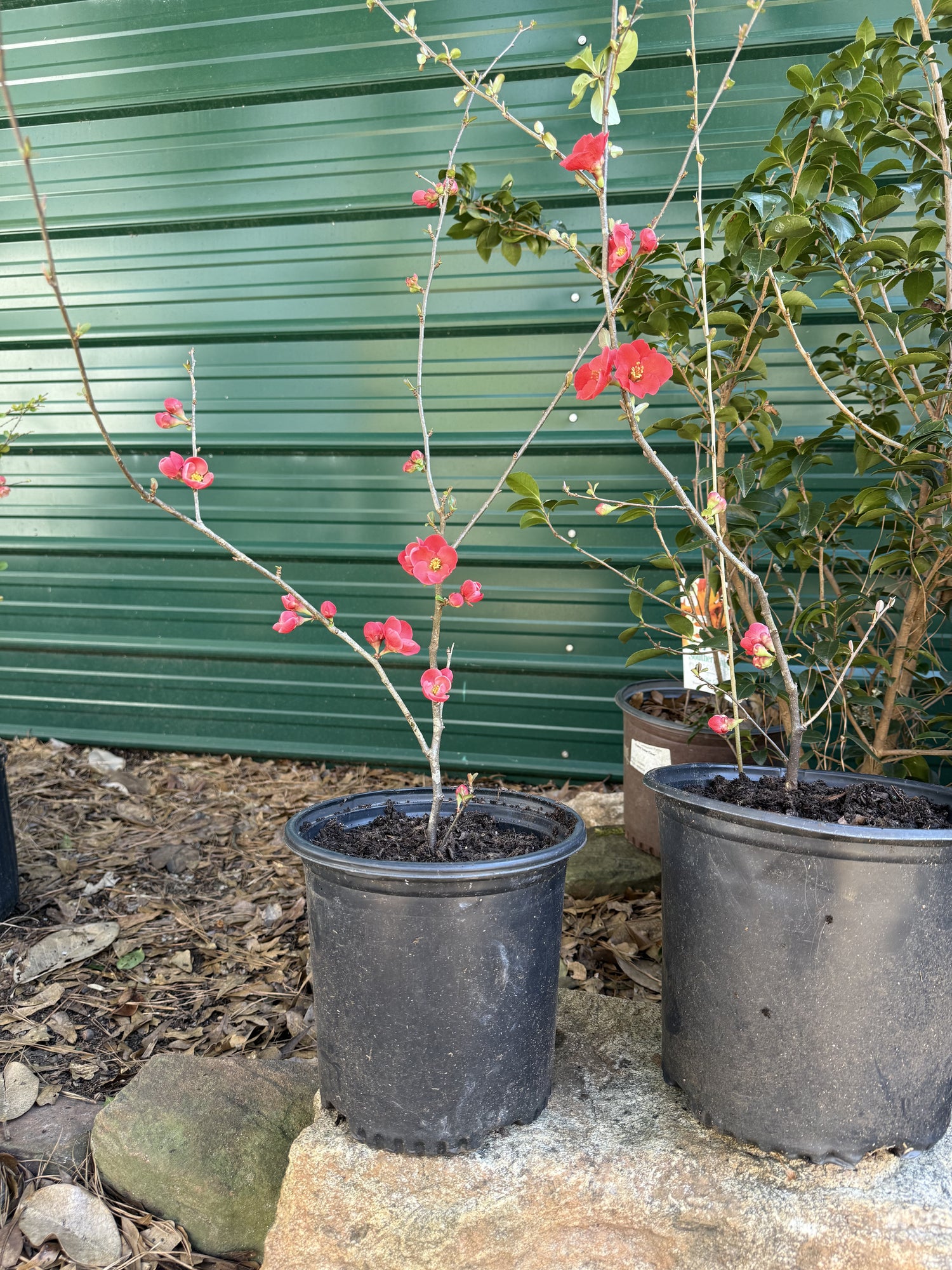 Spitfire Flowering Quince