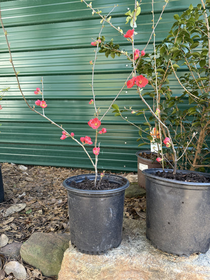 Spitfire Flowering Quince