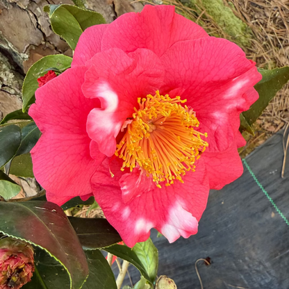 R.L.Wheeler Camellia Japonica