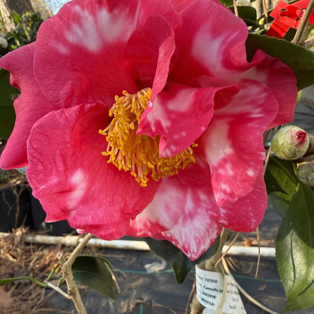 R.L.Wheeler Camellia Japonica