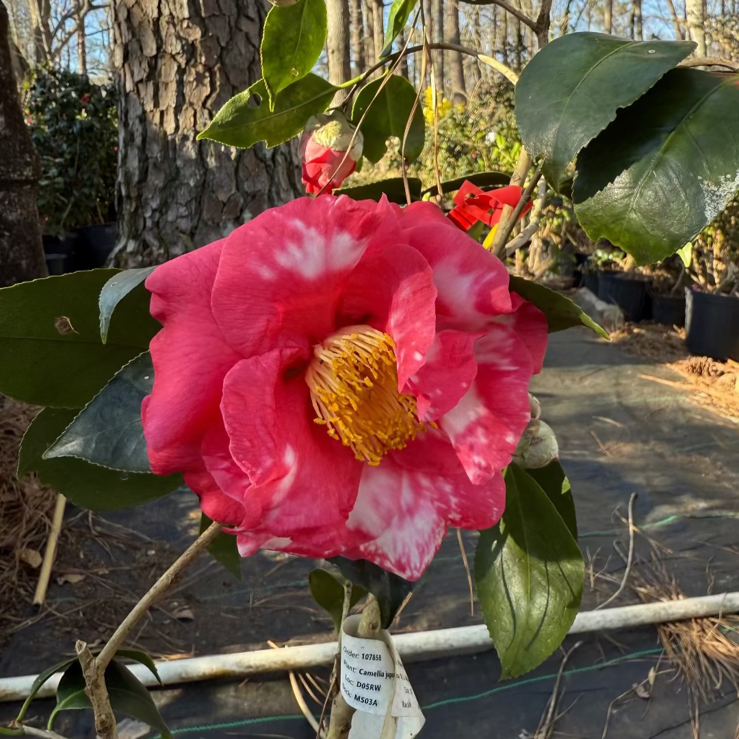 R.L.Wheeler Camellia Japonica