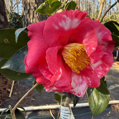 R.L.Wheeler Camellia Japonica
