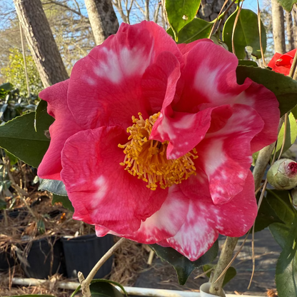 R.L.Wheeler Camellia Japonica
