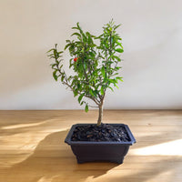 Bonsai Pomegranate (Live Plant)