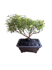Bonsai Gumpo White Azalea Indoor/Outdoor (Live Plant)
