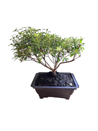 Bonsai Gumpo Pink Azalea  Indoor/Outdoor (Live Plant)