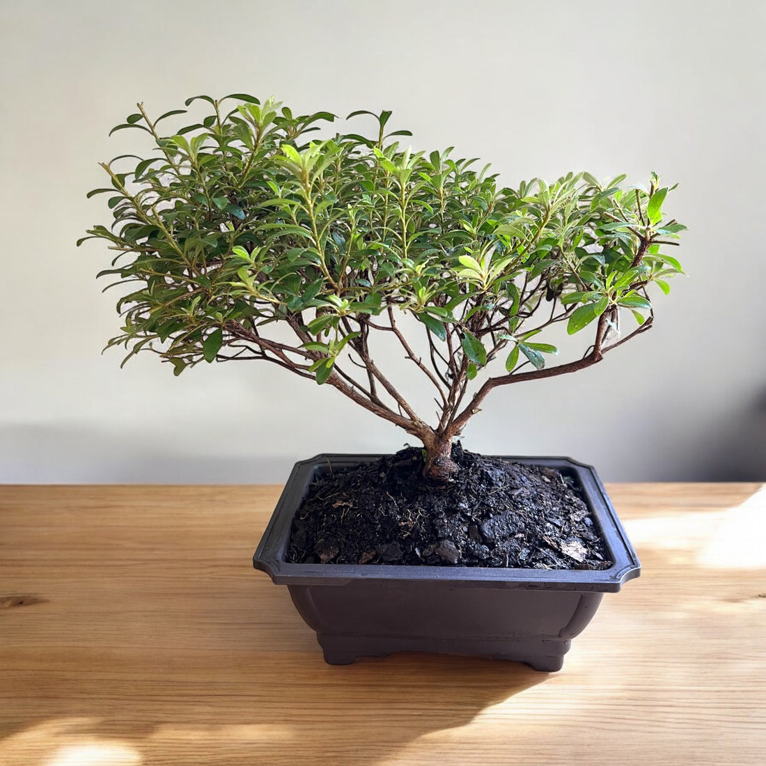 azalea house plants Bonsai Gumpo Pink Azalea Indoor/Outdoor (Live Plant)