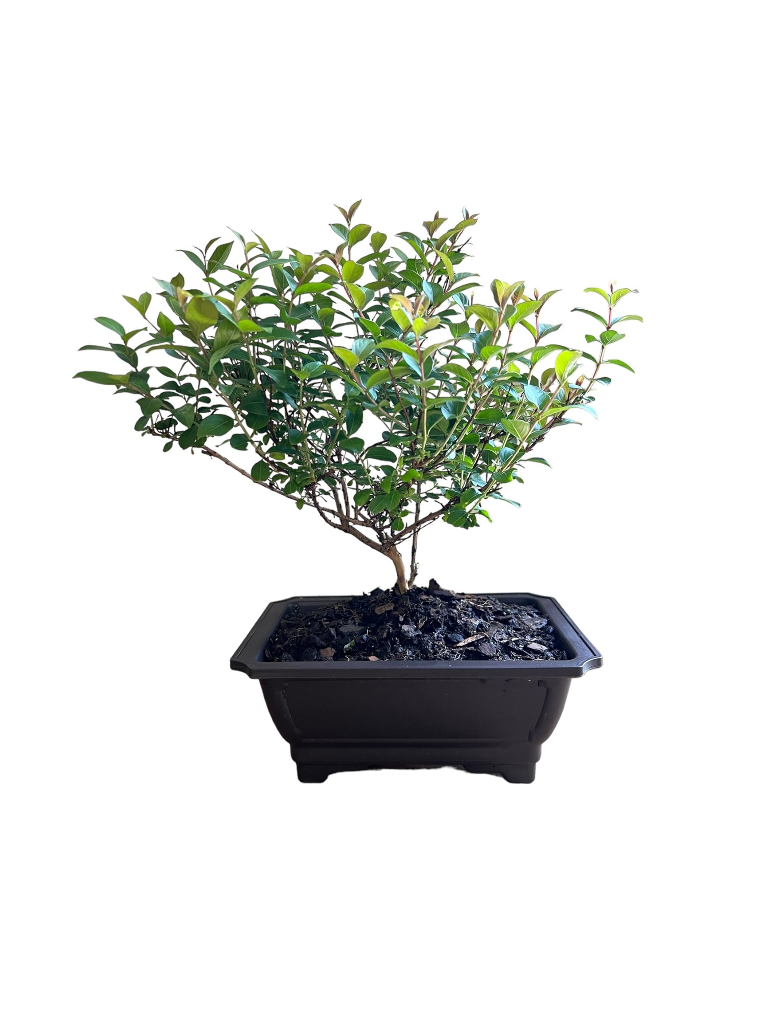 Bonsai Pocomoke Crape Myrtle