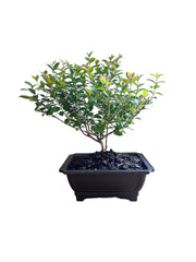 Bonsai Pocomoke Crape Myrtle