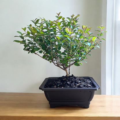 Bonsai Pocomoke Crape Myrtle