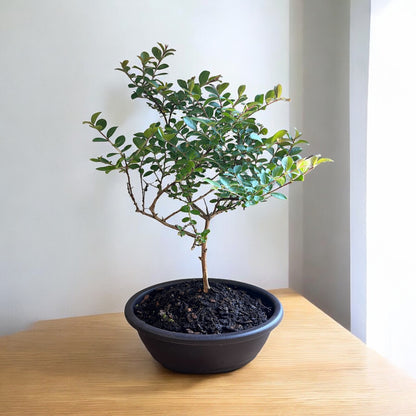 Bonsai Pocomoke Crape Myrtle