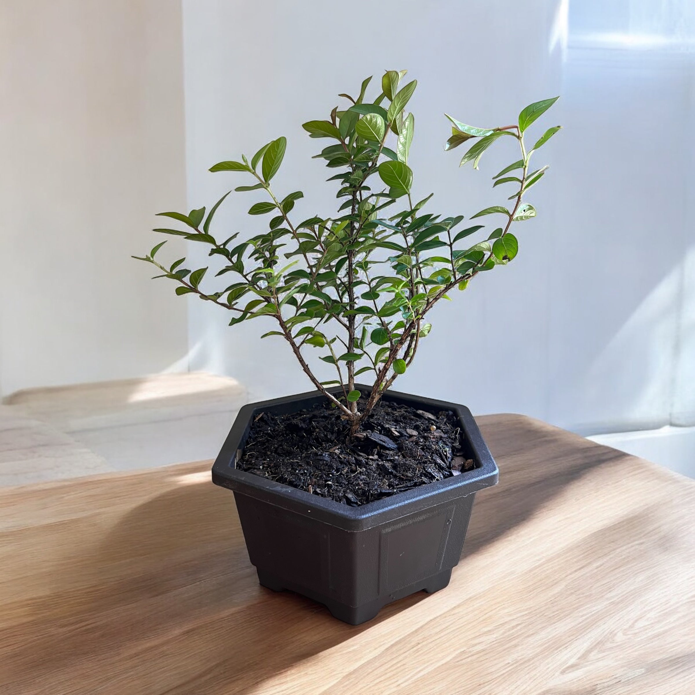 Bonsai Pocomoke Crape Myrtle
