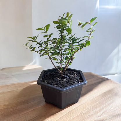 Bonsai Pocomoke Crape Myrtle