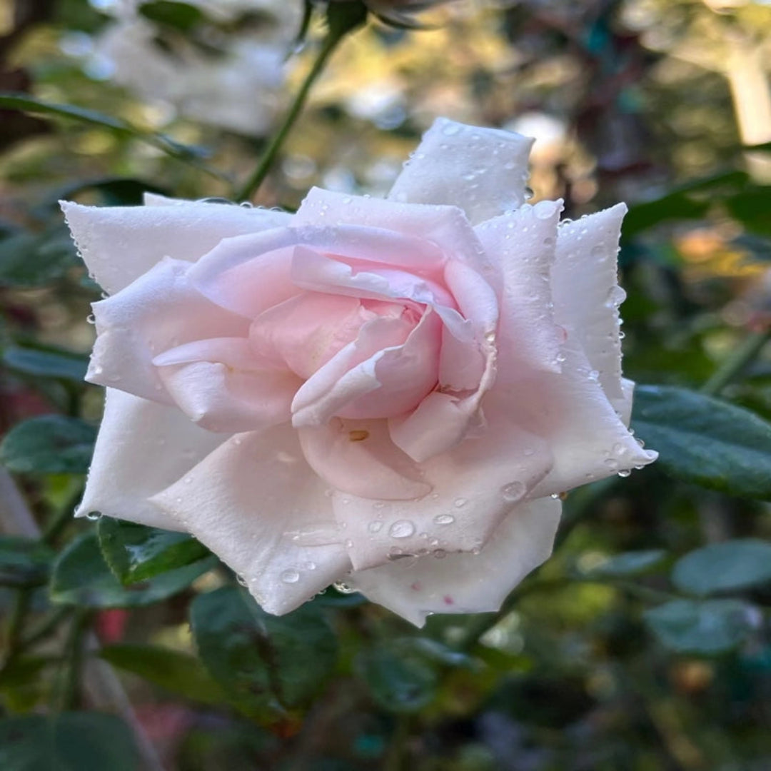 New Dawn Rose plant showing soft pink blooms and healthy green foliage