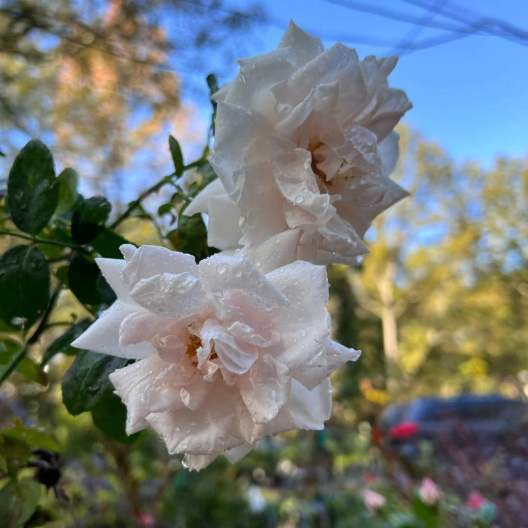 Climbing New Dawn Rose with delicate pink petals and fresh leafy growth