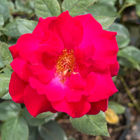Sweet Spirit Rose