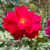 Sweet Spirit Rose