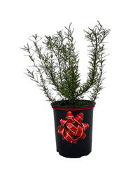 Tuscan Blue Rosemary live Christmas tree gift plant