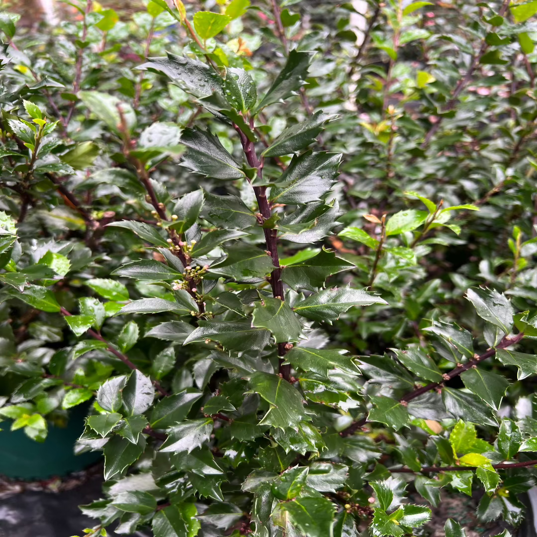 Blue Prince Holly, Handsome Hedge with Beautiful Dark Blue