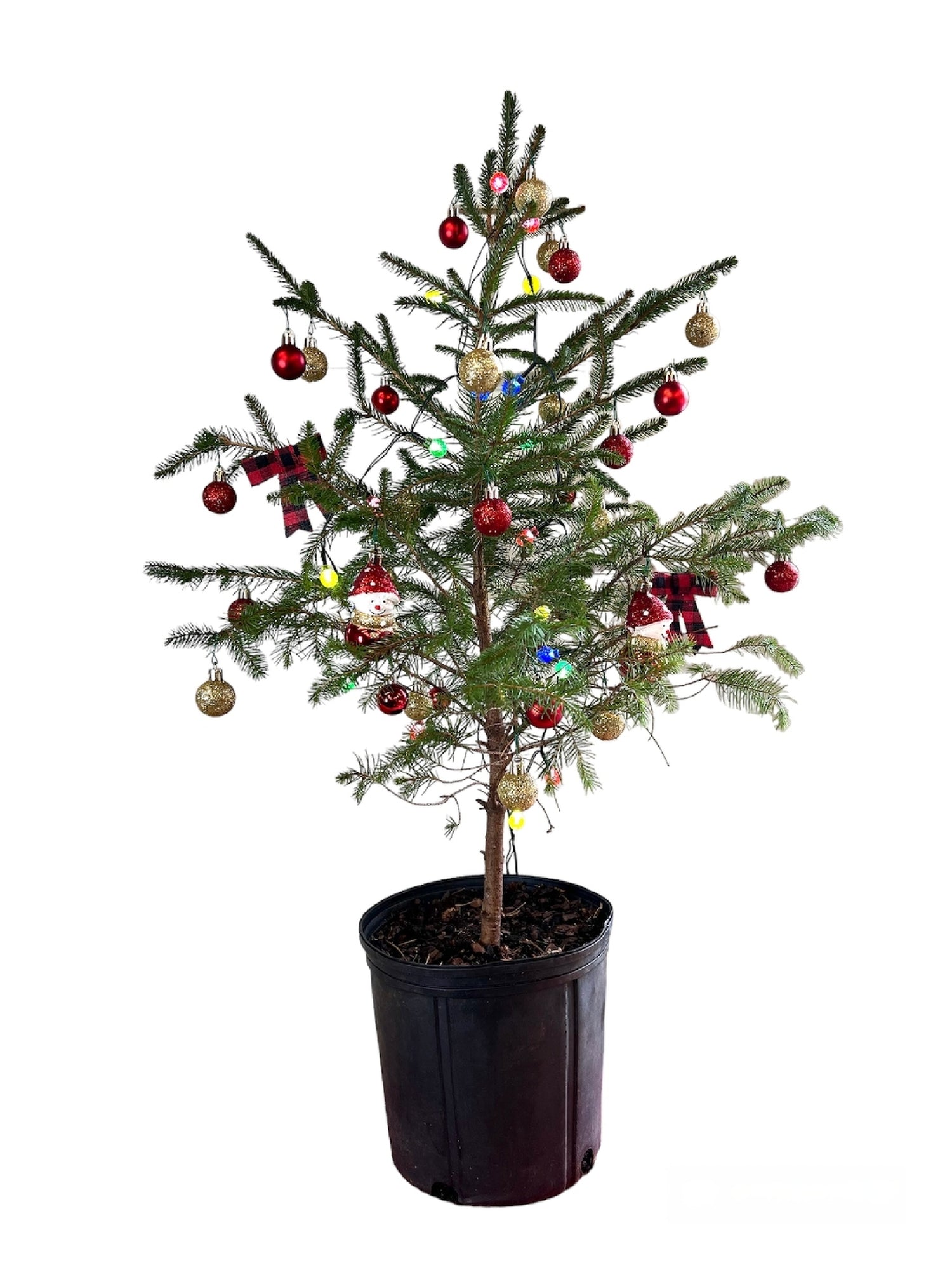mini christmas tree indoor plant Norway Spruce Live Mini Christmas Tree Evergreen