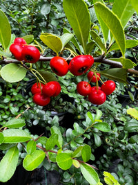 Mature Pyracantha Firethorn plant with red berries and evergreen growth